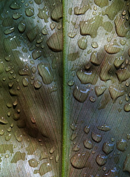 Close up of a leaf with fine structures and drops
