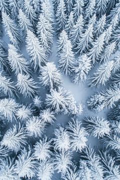 Winter forest from the air by Poster Art Shop
