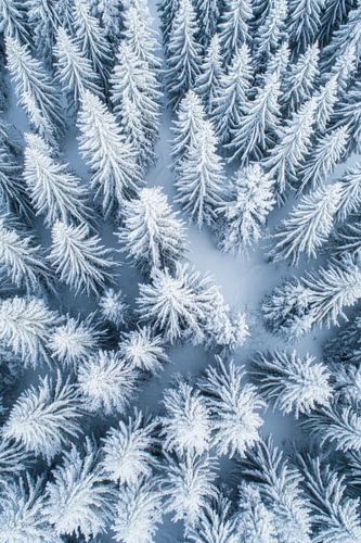 La forêt d'hiver vue du ciel