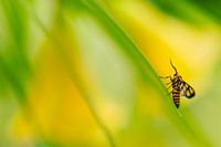 Caught in yellow