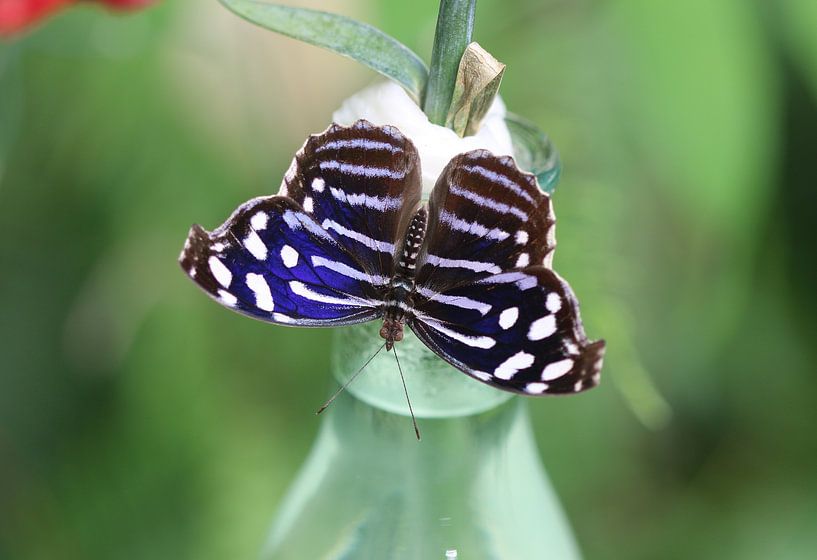 Papillon de nuit tacheté par Matthias Brix