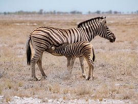 Hartmann's Bergzebra mit Jungtier von Willemijn Wolthaus