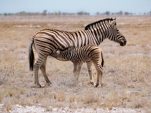 Mountain zebra met jong