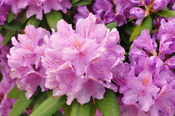 A blooming rhododendron