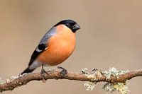 bullfinches