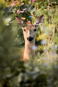 Cerf dans un champ de fleurs Portrait d'été du silence