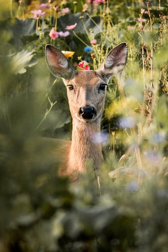 Hert in Bloemenweelde Zomerportret van de Stilte