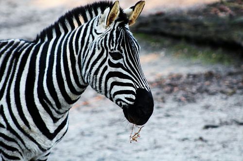 Portrait Zebra - zebrahead 