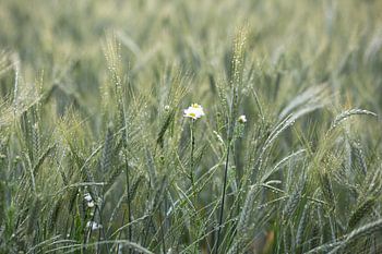 Blümchen Kornfeld nach dem Regen