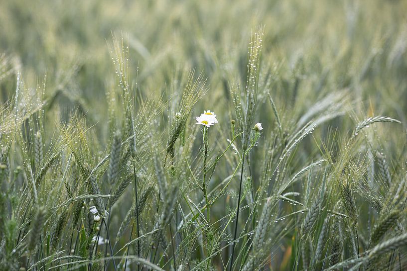 Flower cornfield after the rain by Elke Wolfbeisser