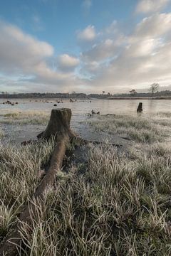 Souche d'arbre sur Moetwil en van Dijk - Fotografie