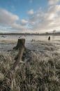 Tree stump by Moetwil en van Dijk - Fotografie thumbnail