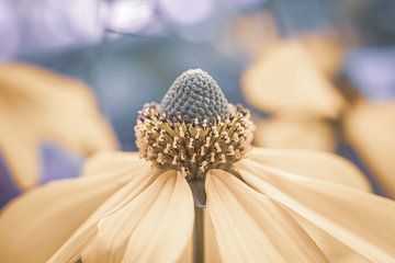 Prachtige Foto van een Bloem in Pastelkleuren van Crystal Clear