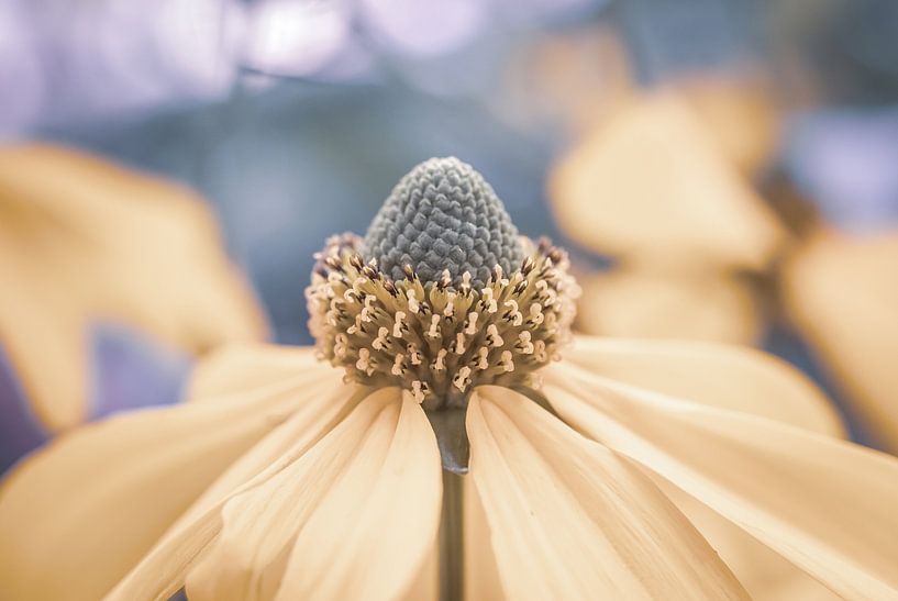 Beautiful Photo of a Flower in Pastel Colors by Crystal Clear