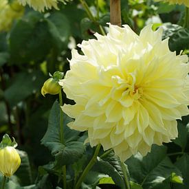 Yellow flower of the dahlia Kelvin Floodlight by Karsten Mücke