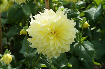 Fleur jaune du dahlia Kelvin Floodlight
