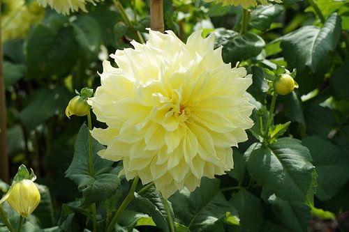 Yellow flower of the dahlia Kelvin Floodlight