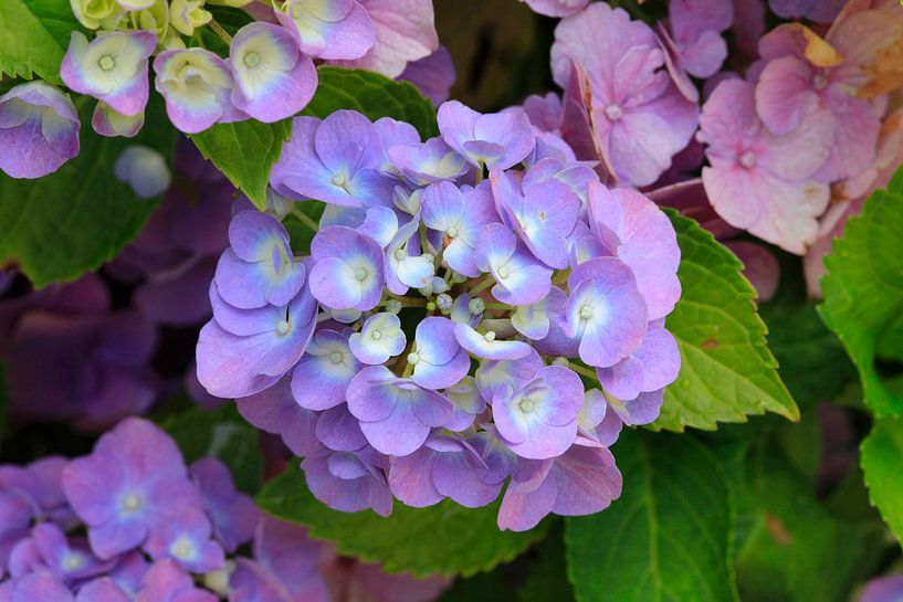 Hydrangeas by Thomas Jäger