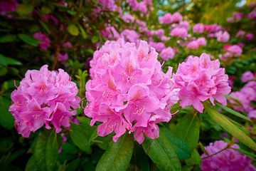 Pink rhododendrons close-up by Jenco van Zalk