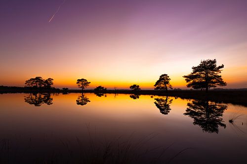 silhouettes de la nature
