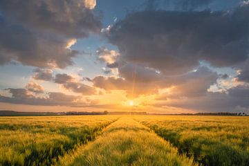 Feld mit Gerste bei Sonnenuntergang | Sommer in Flevoland von Marijn Alons