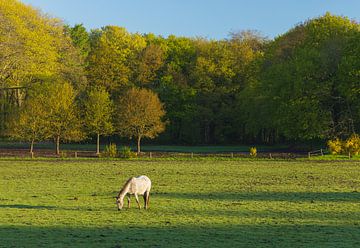 Paard tijdens zonsopkomst - Groningen (Nederland) van Marcel Kerdijk
