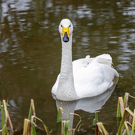 Whooper swan by Teresa Bauer