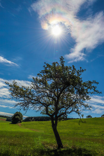 Juste un arbre