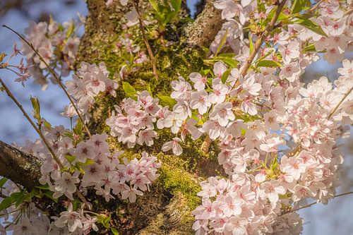 Bouquets de fleurs le long du tronc