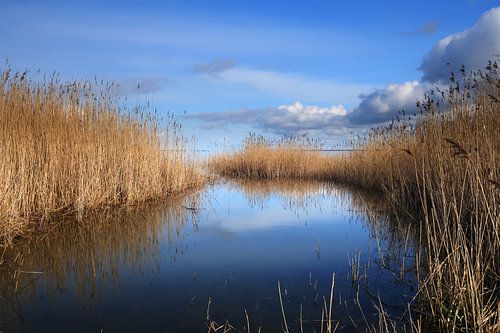 Saaler Bodden bei Wustrow auf dem Darß 5