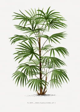 Palmplant | Rhapis Flabelliformis van Peter Balan