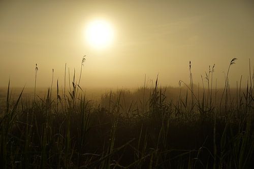 sunrice in de Onlanden 1