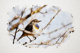 Bluethroat
