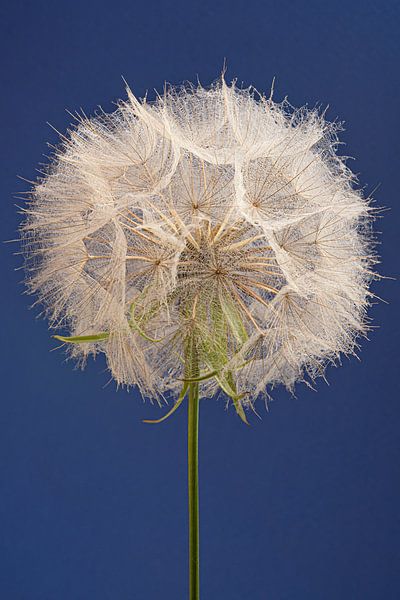 Blauw... met een morgenster (Tragopogon) van Marjolijn van den Berg