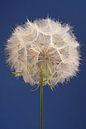 Blauw... met een morgenster (Tragopogon) van Marjolijn van den Berg thumbnail