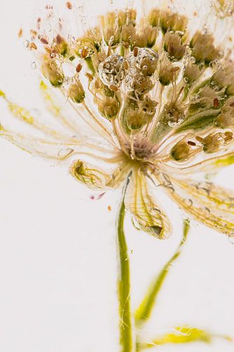 Astrantia dans la glace cristalline 1
