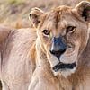 Lionne dans le parc national Kruger, Afrique du Sud sur Easycopters