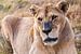 Lionne dans le parc national Kruger, Afrique du Sud sur Easycopters