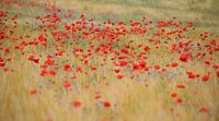 Champ de coquelicots