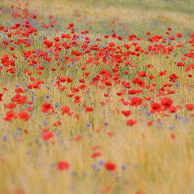 Poppy field by Erich Werner