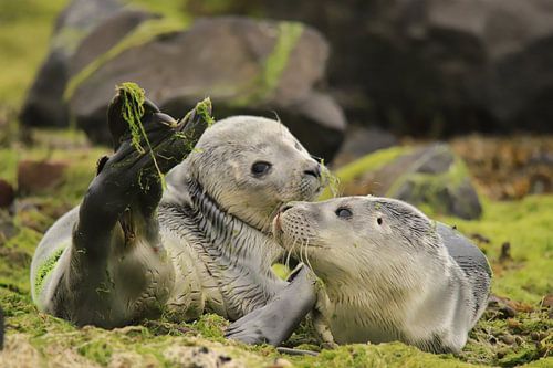 Zeehondenpups op het wad