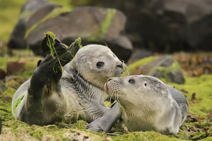 Seals by Rinnie Wijnstra (FotoAmeland )