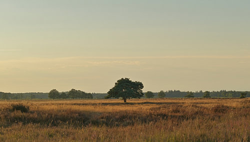 Sunset at Dwingelderveld – Drenthe (Netherlands) by Marcel Kerdijk