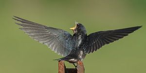 The barn swallow (Hirundo rustica) von Menno Schaefer