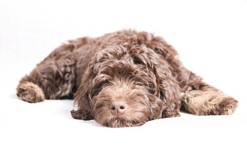 labradoodle puppy by kim van Hest