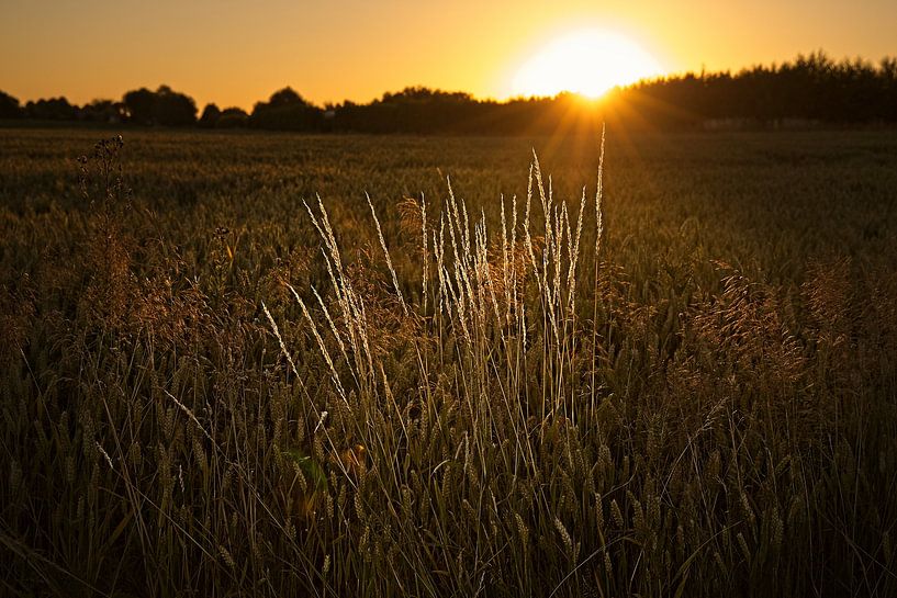 Gras bei Sonnenaufgang von Rob Boon