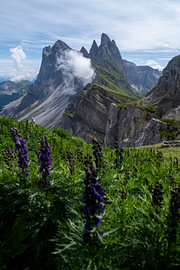 Seceda-Dolomiten von Savannah van Dijk