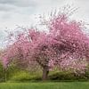 Blühender Baum (Mehrfachbelichtung). von Janny Beimers