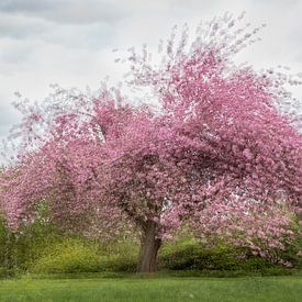 Blühender Baum (Mehrfachbelichtung). von Janny Beimers