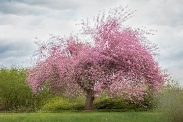 Arbre en fleurs (exposition multiple). sur Janny Beimers